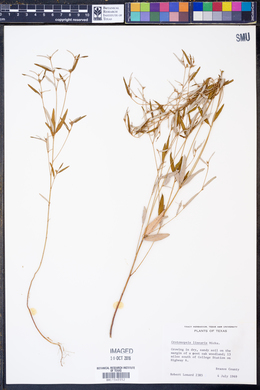 Crotonopsis linearis image