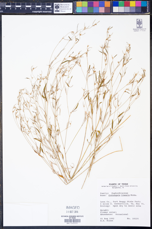 Crotonopsis image