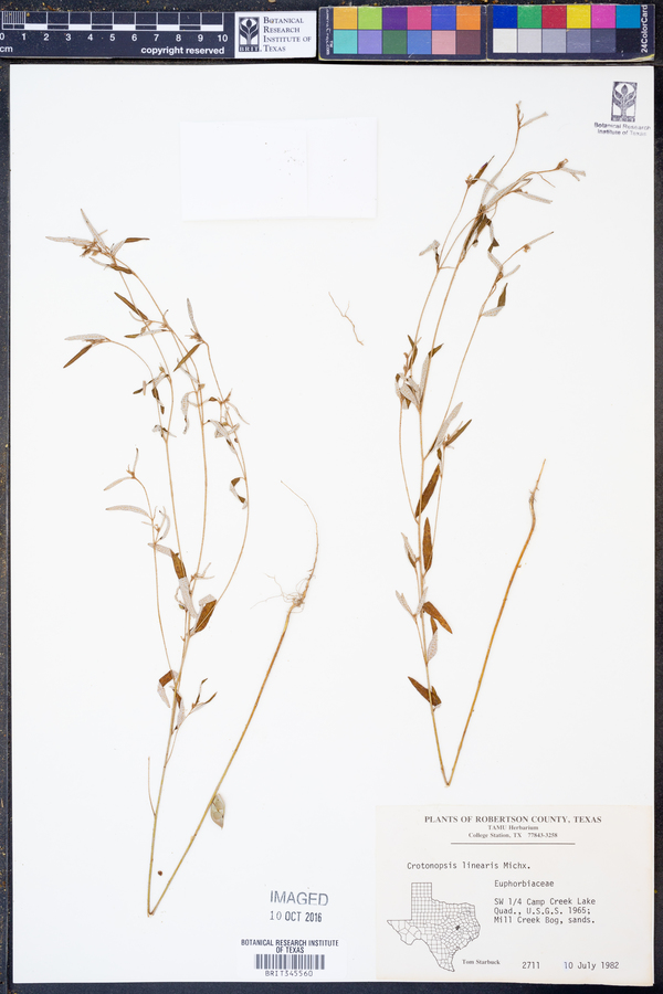Crotonopsis image