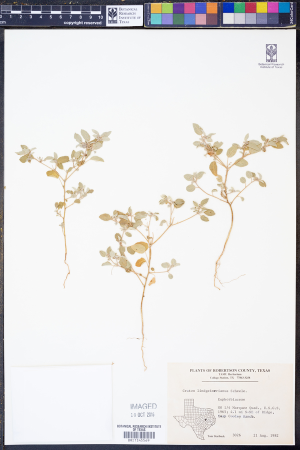 Croton lindheimerianus image