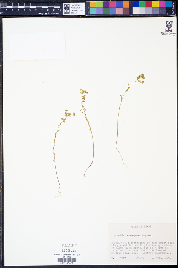 Euphorbia tetrapora image