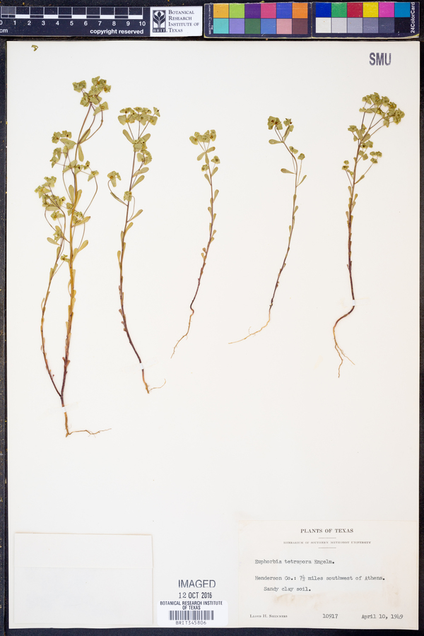 Euphorbia tetrapora image