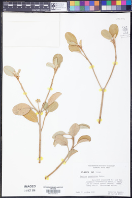 Croton punctatus image