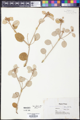 Croton punctatus image