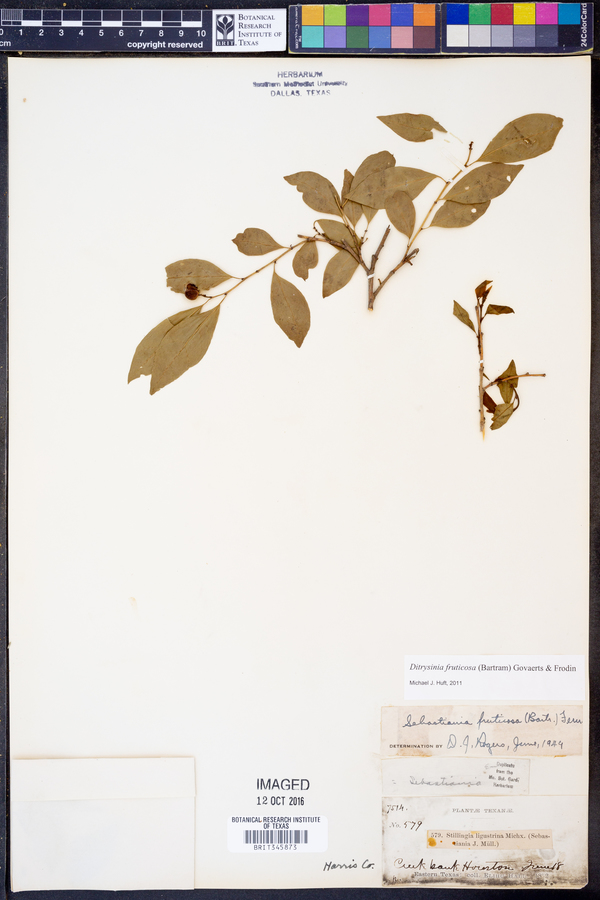 Ditrysinia image