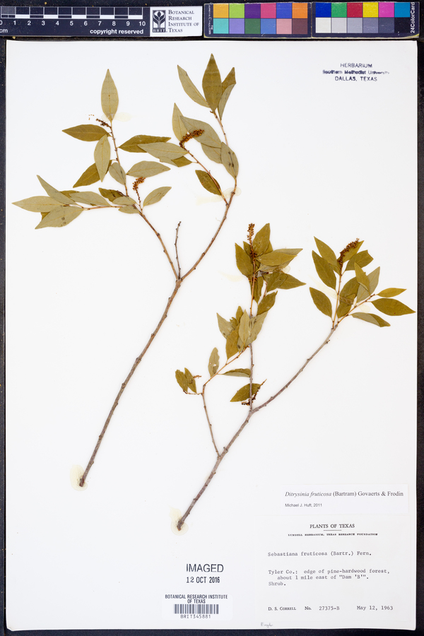 Ditrysinia image