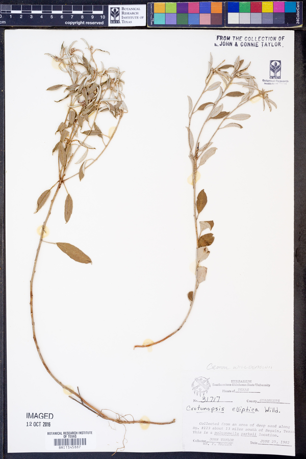Crotonopsis elliptica image