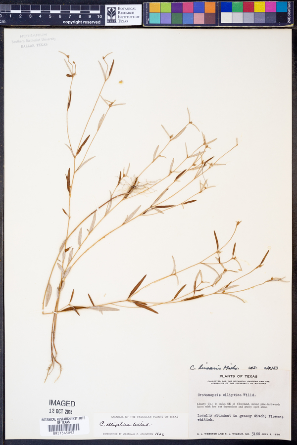 Crotonopsis elliptica image
