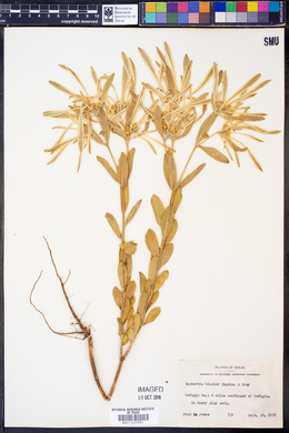 Euphorbia bicolor image