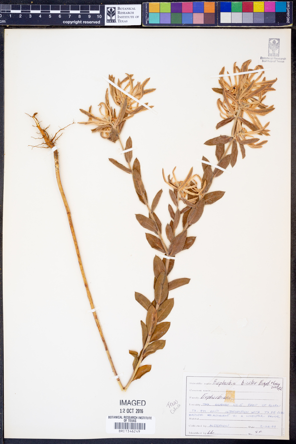 Euphorbia bicolor image