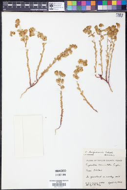 Euphorbia longicruris image