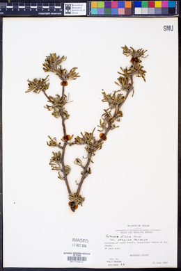Jatropha dioica var. graminea image