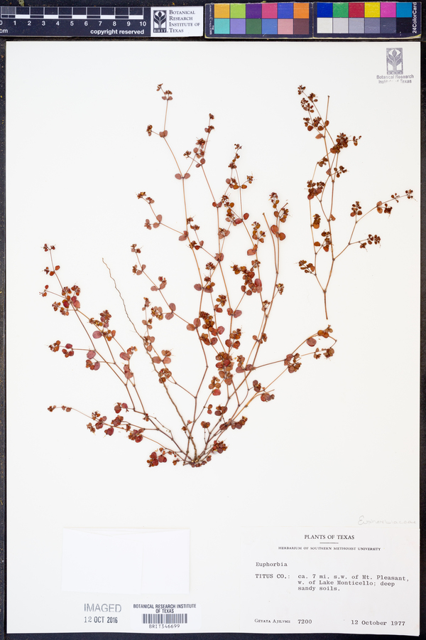 Euphorbia cordifolia image
