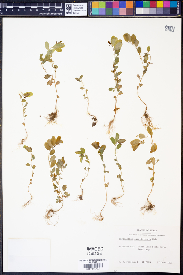 Phyllanthus caroliniensis image