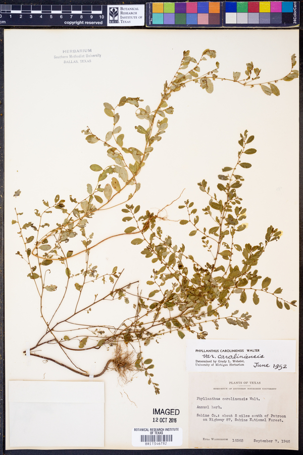 Phyllanthus caroliniensis var. caroliniensis image