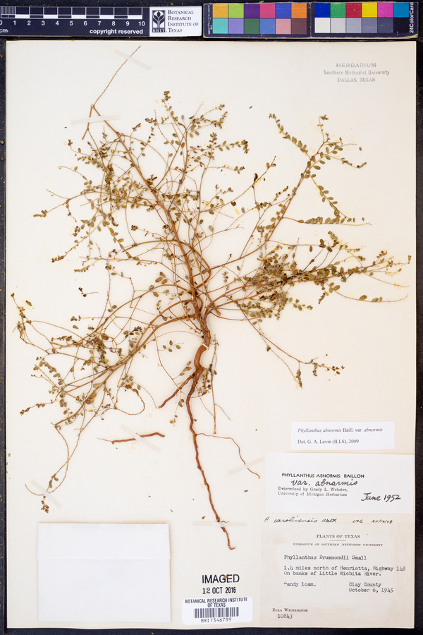 Phyllanthus abnormis image