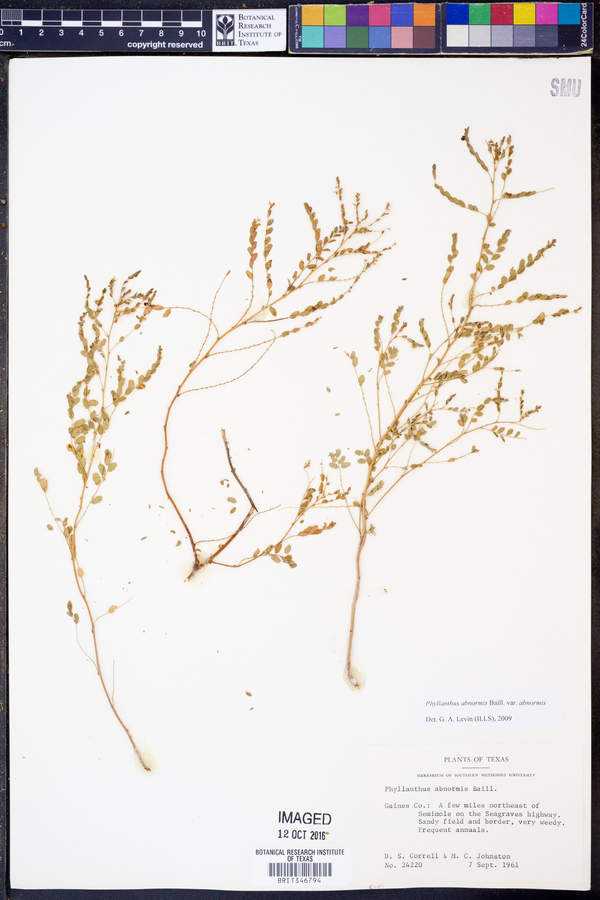 Phyllanthus abnormis var. abnormis image