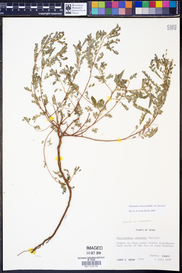 Phyllanthus abnormis var. abnormis image