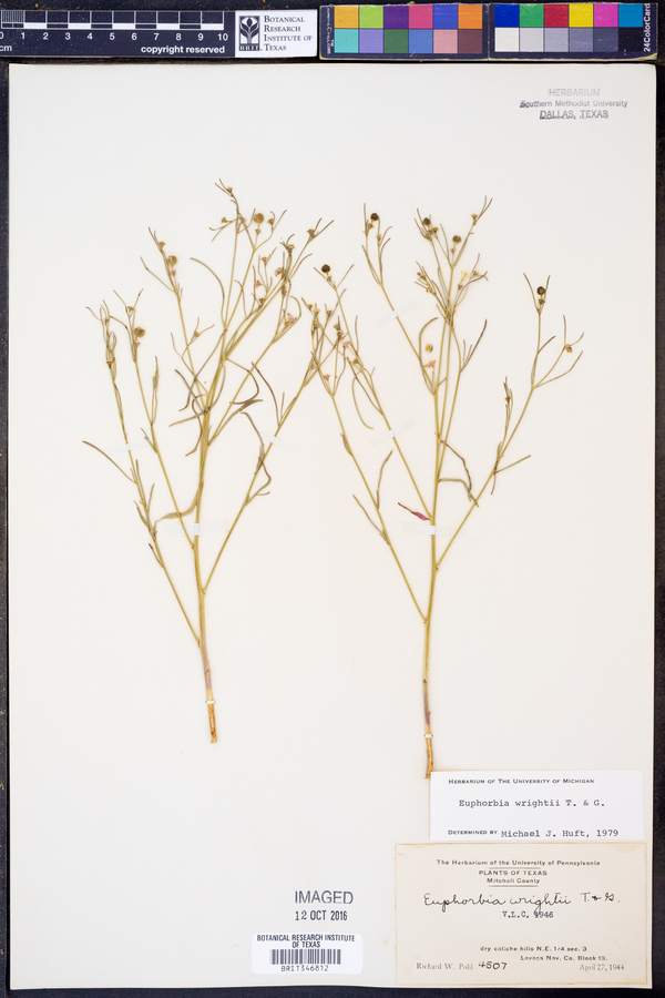Euphorbia wrightii image