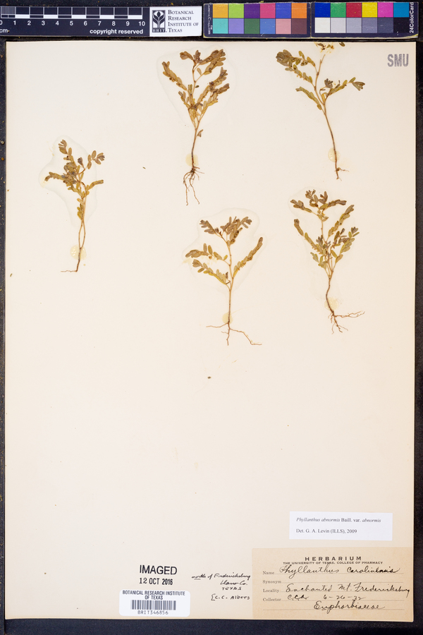 Phyllanthus abnormis image