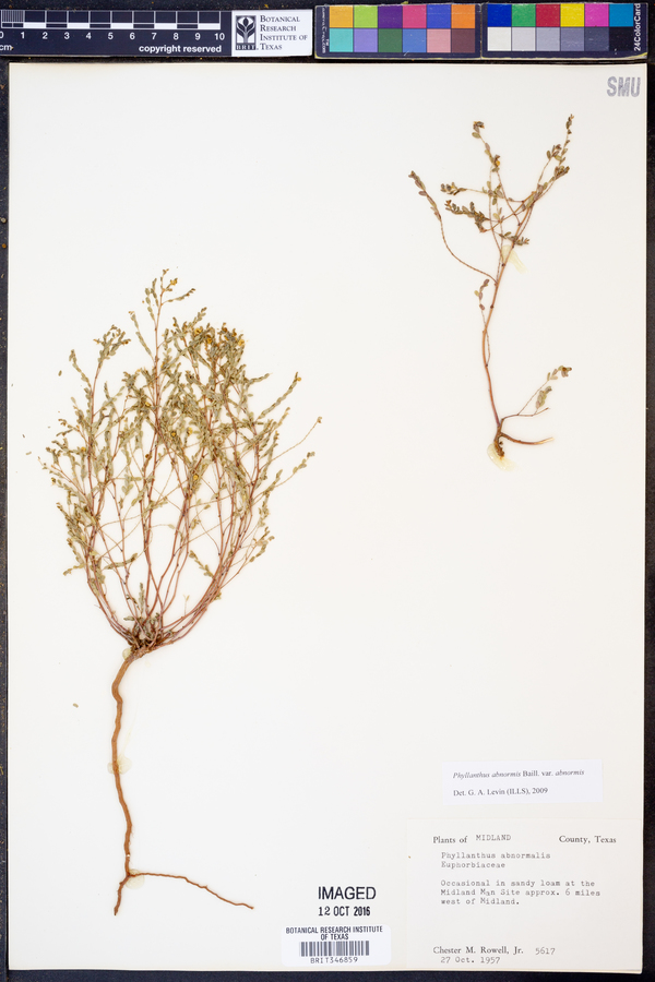 Phyllanthus abnormis image