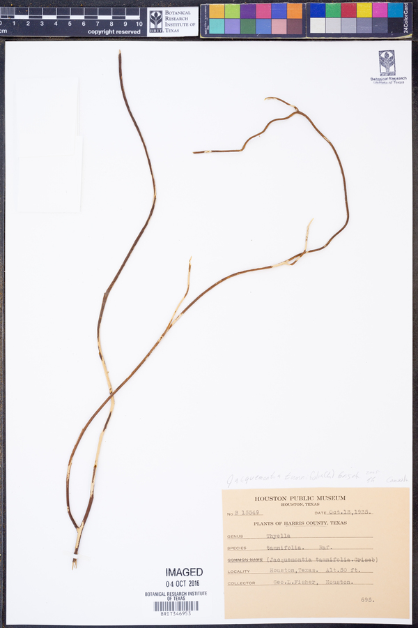 Jacquemontia tamnifolia image