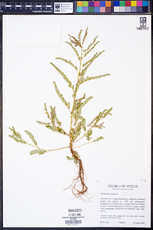 Emblica urinaria image