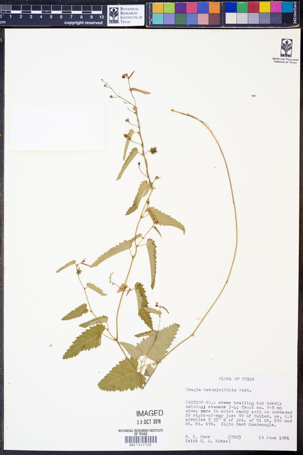 Tragia betonicifolia image