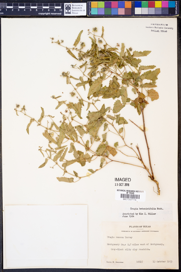 Tragia betonicifolia image