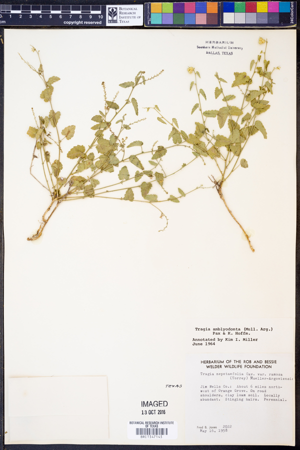 Tragia amblyodonta image