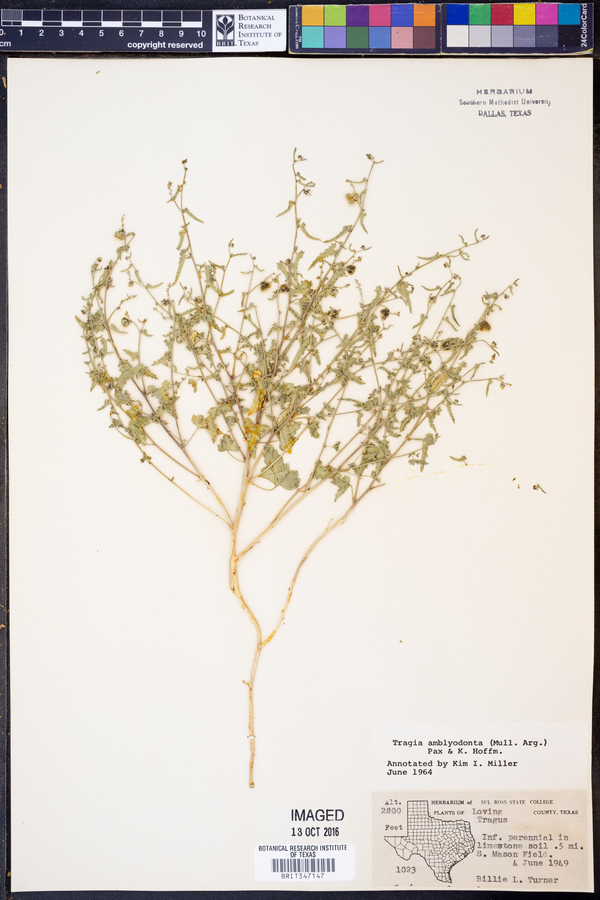 Tragia amblyodonta image