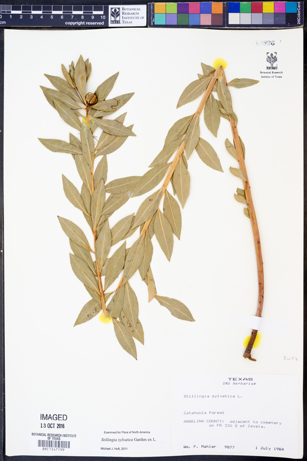 Stillingia sylvatica image