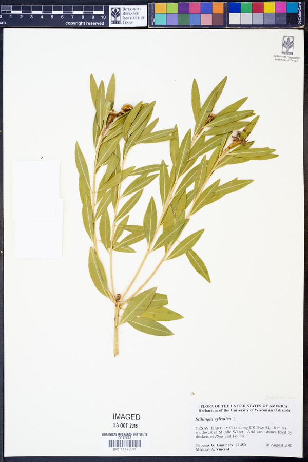 Stillingia sylvatica image