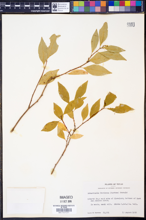 Sebastiania fruticosa image