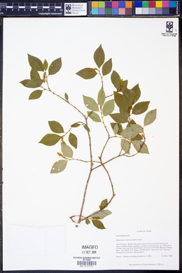 Sebastiania fruticosa image