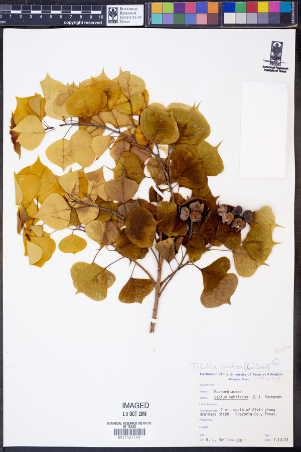 Triadica sebifera image