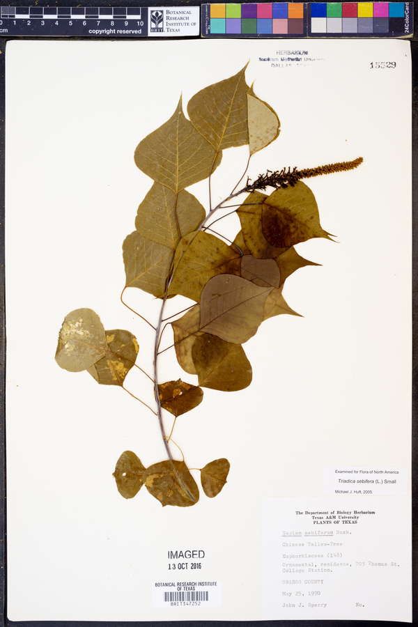 Triadica sebifera image