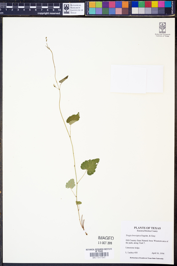 Tragia brevispica image