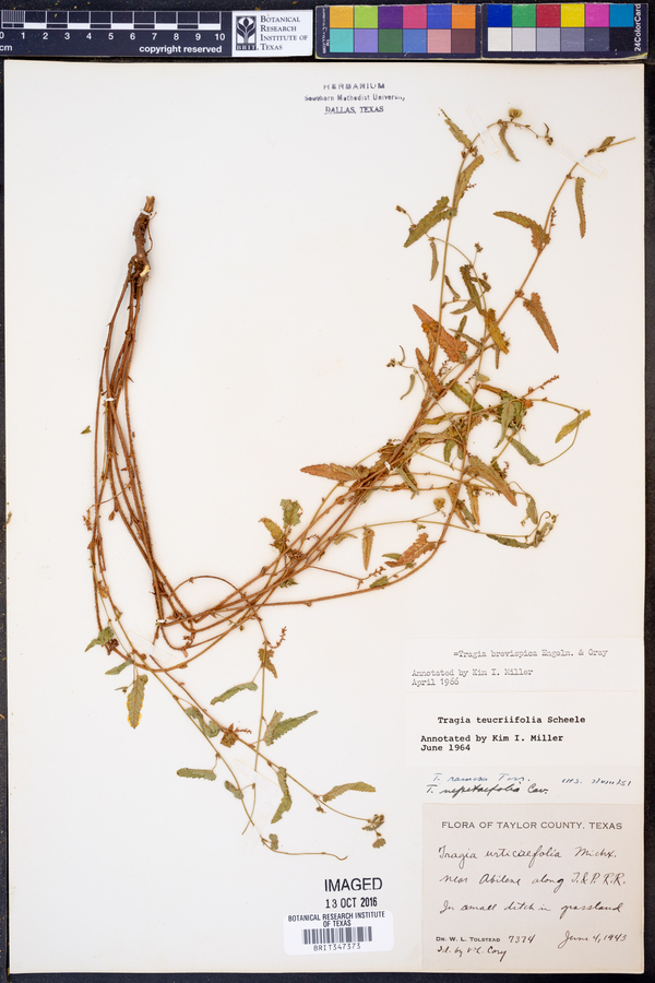 Tragia brevispica image