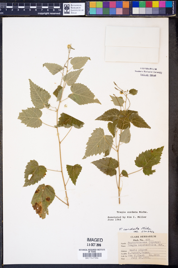 Tragia cordata image