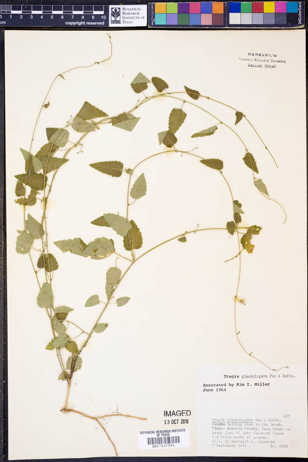 Tragia glanduligera image