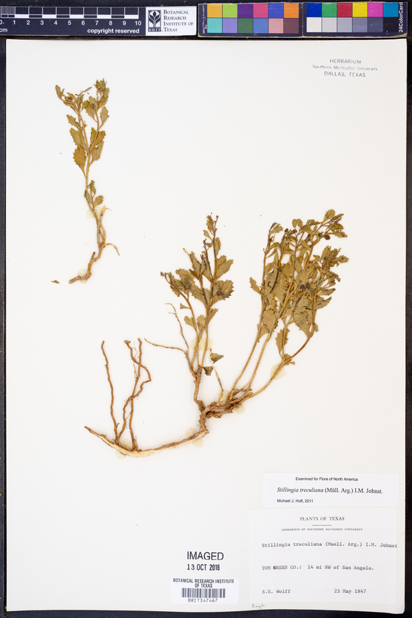 Stillingia treculiana image