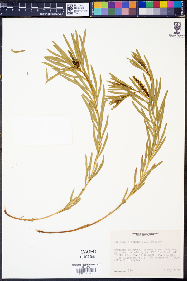 Stillingia texana image