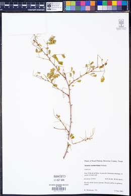 Acacia roemeriana image