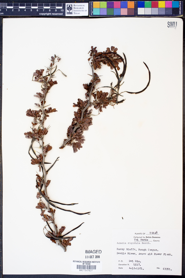 Acacia rigidula image
