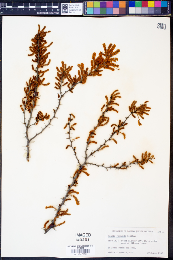 Acacia rigidula image