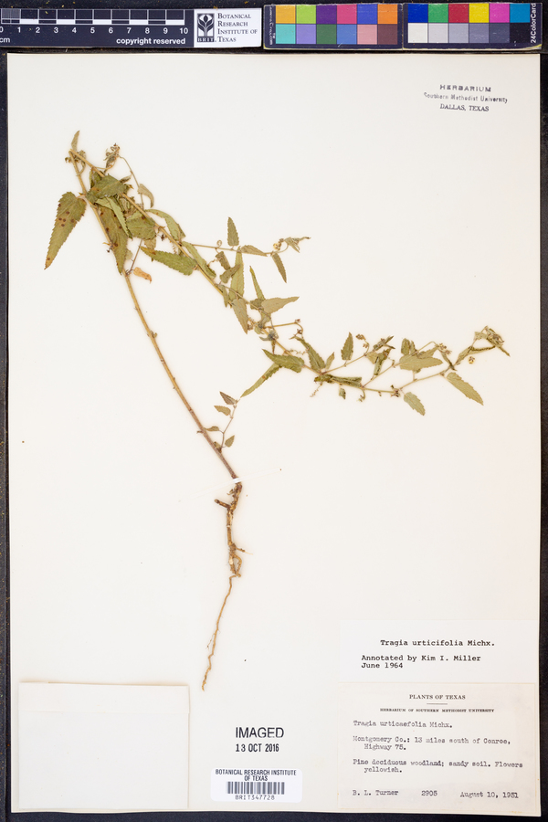 Tragia urticifolia image