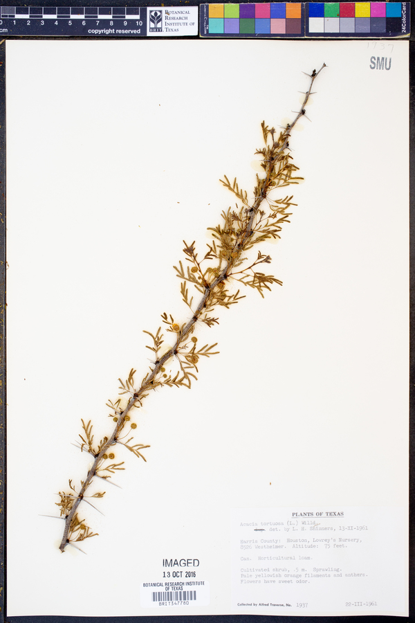 Acacia tortuosa image