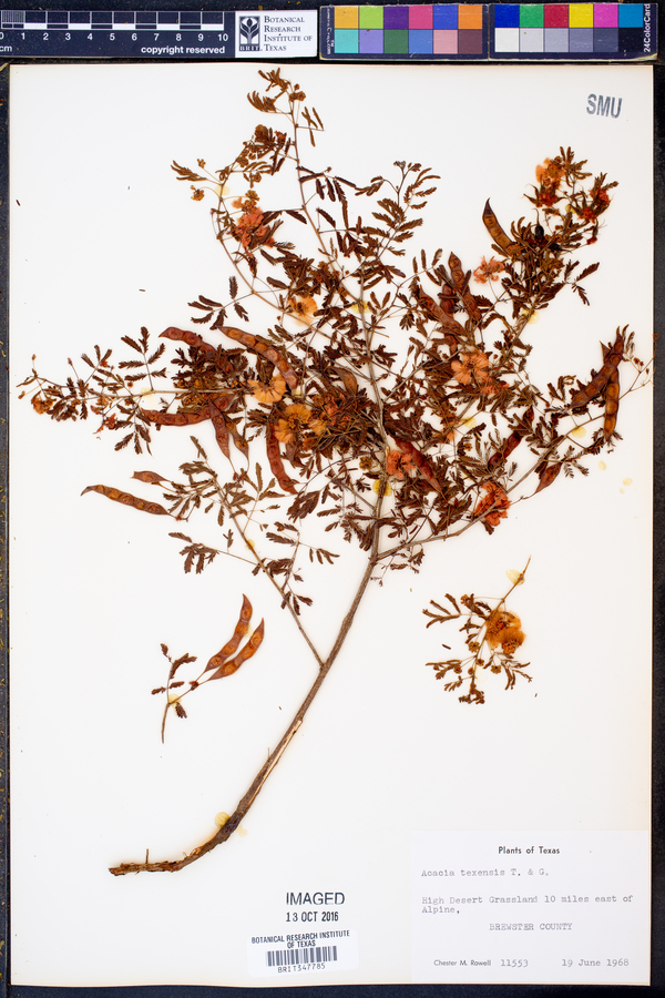 Acacia angustissima var. texensis image
