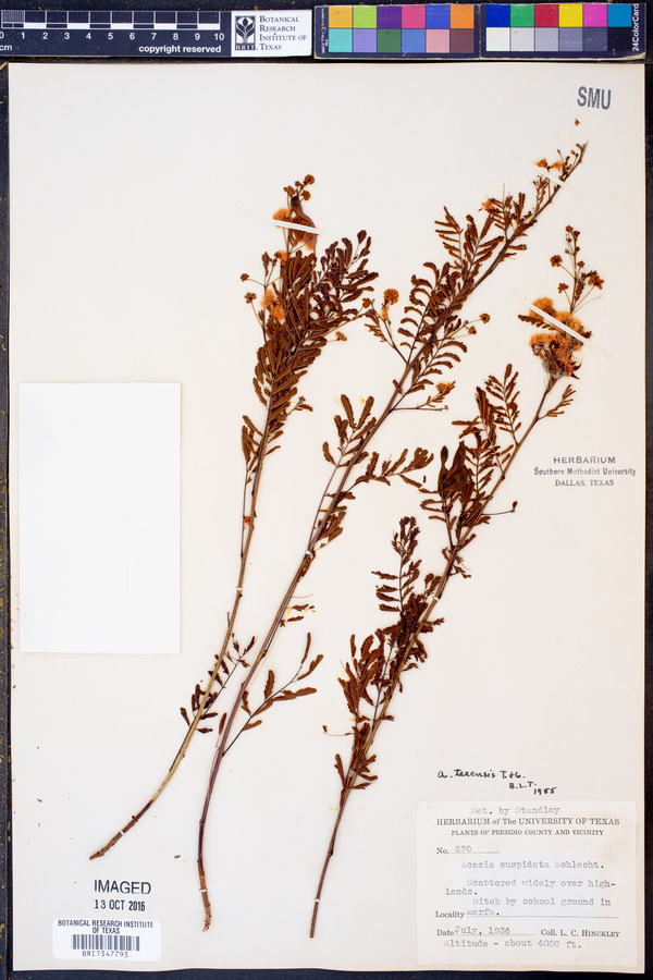 Acacia angustissima var. texensis image